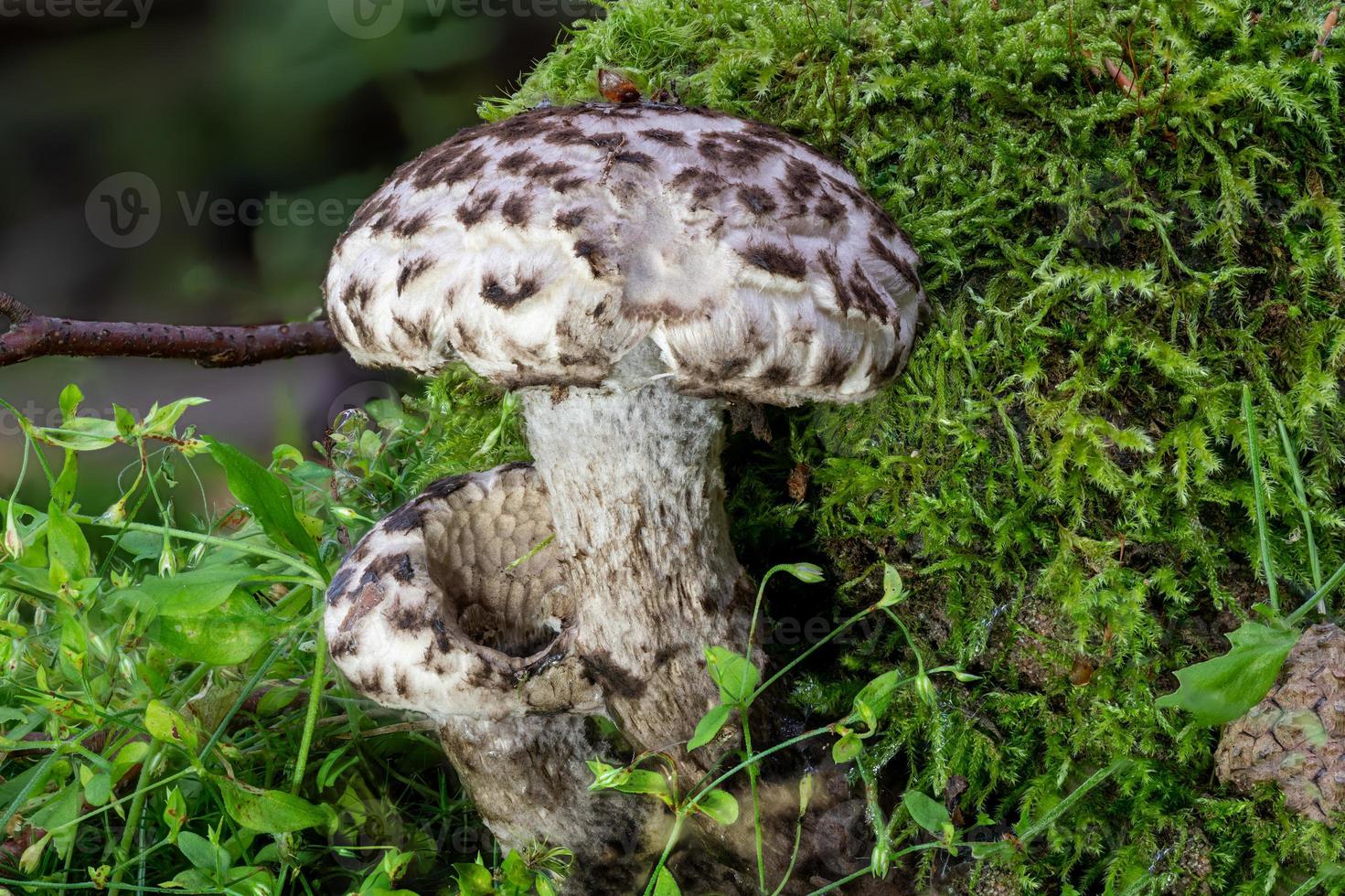 alter mann des waldes pilz strobilomyces strobilaceus foto