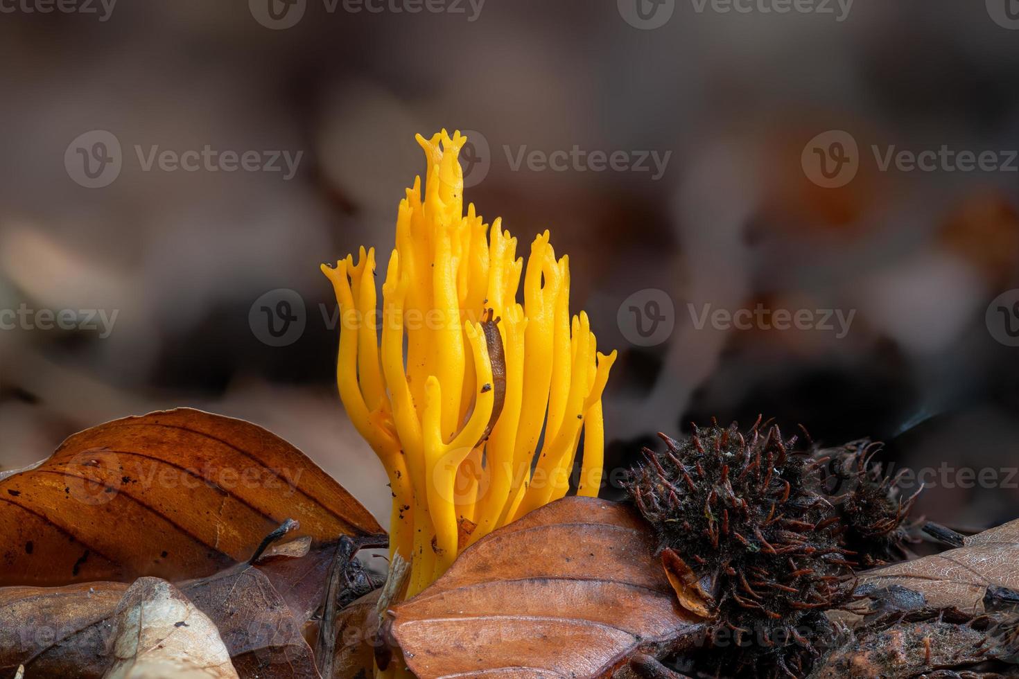 gelber klebriger Hornling, Calocera Viscosa, Pilz auf dem Waldboden foto