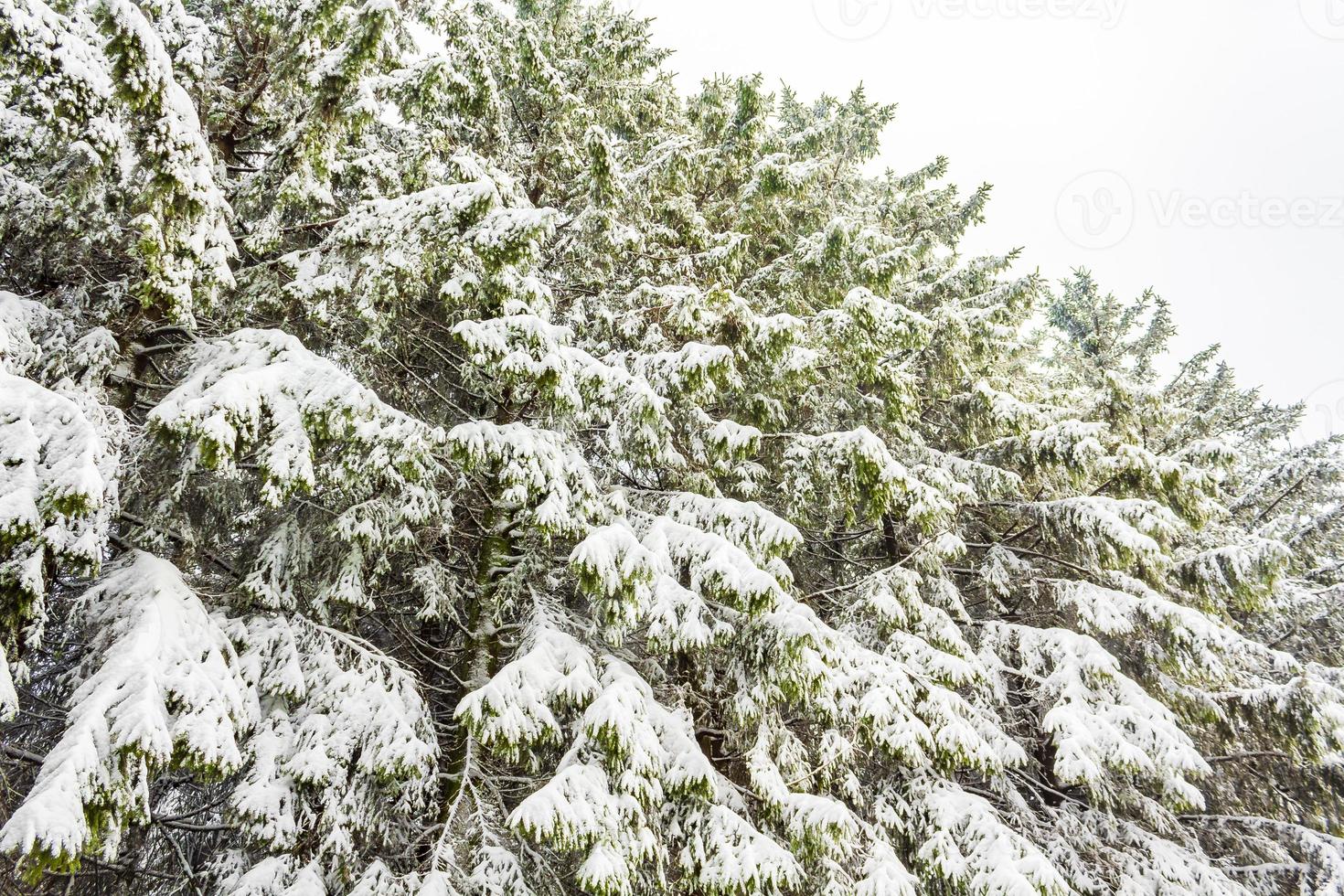 Winterwaldlandschaft im Brocken, Harz, Deutschland foto