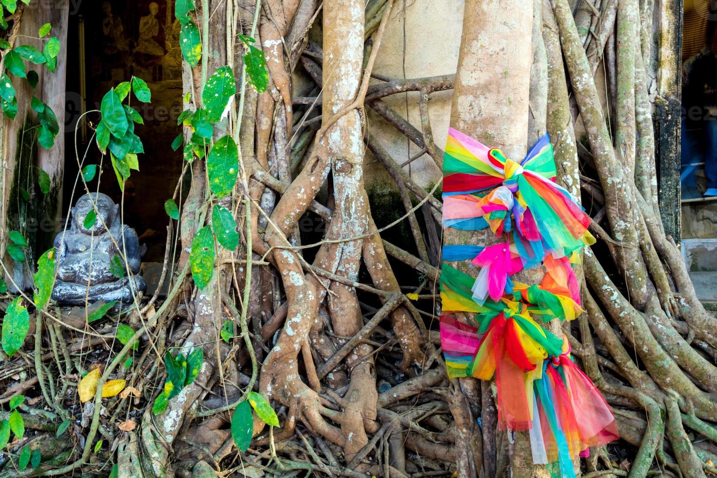 Wurzeln von Banyanbäumen befestigen sich um die Wand der alten buddhistischen Haupthalle foto