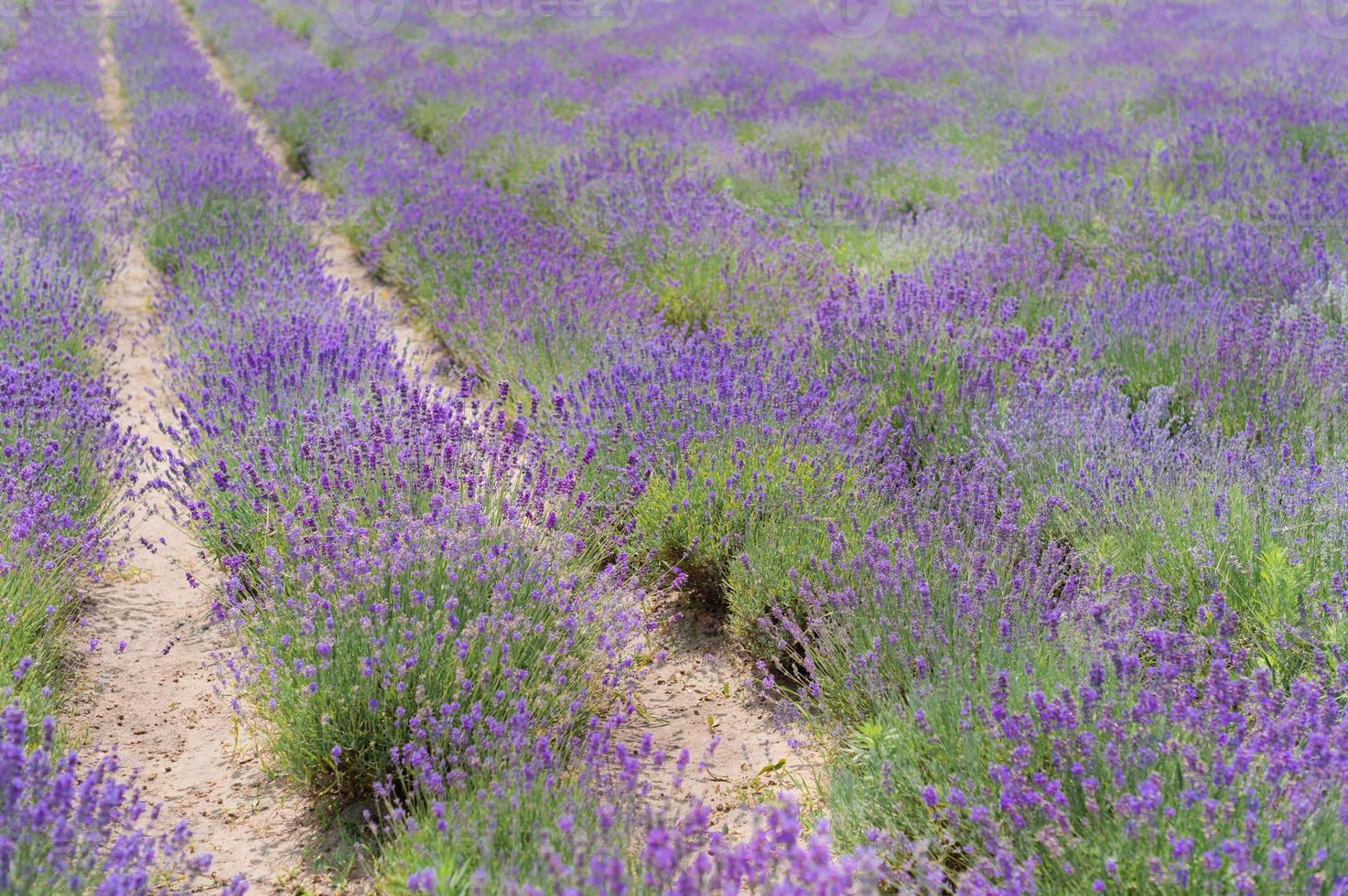 Lavendel blüht Sonnenuntergang über einem lila Lavendelfeldhintergrund des Sommers foto