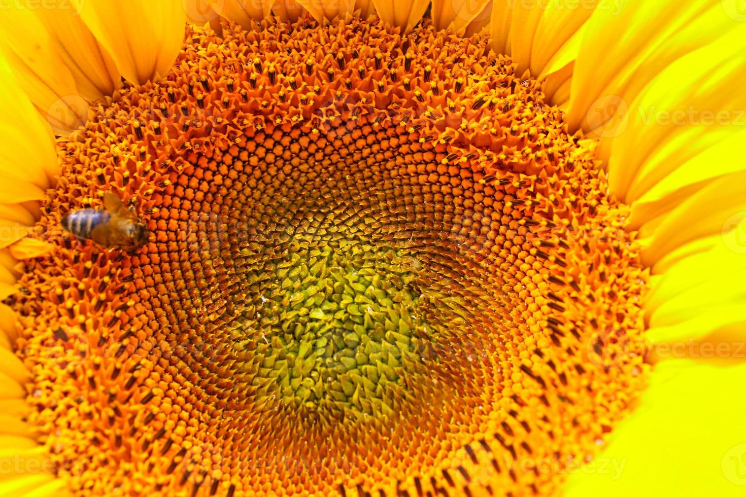 blühende Sonnenblume auf einem bayerischen Feld foto