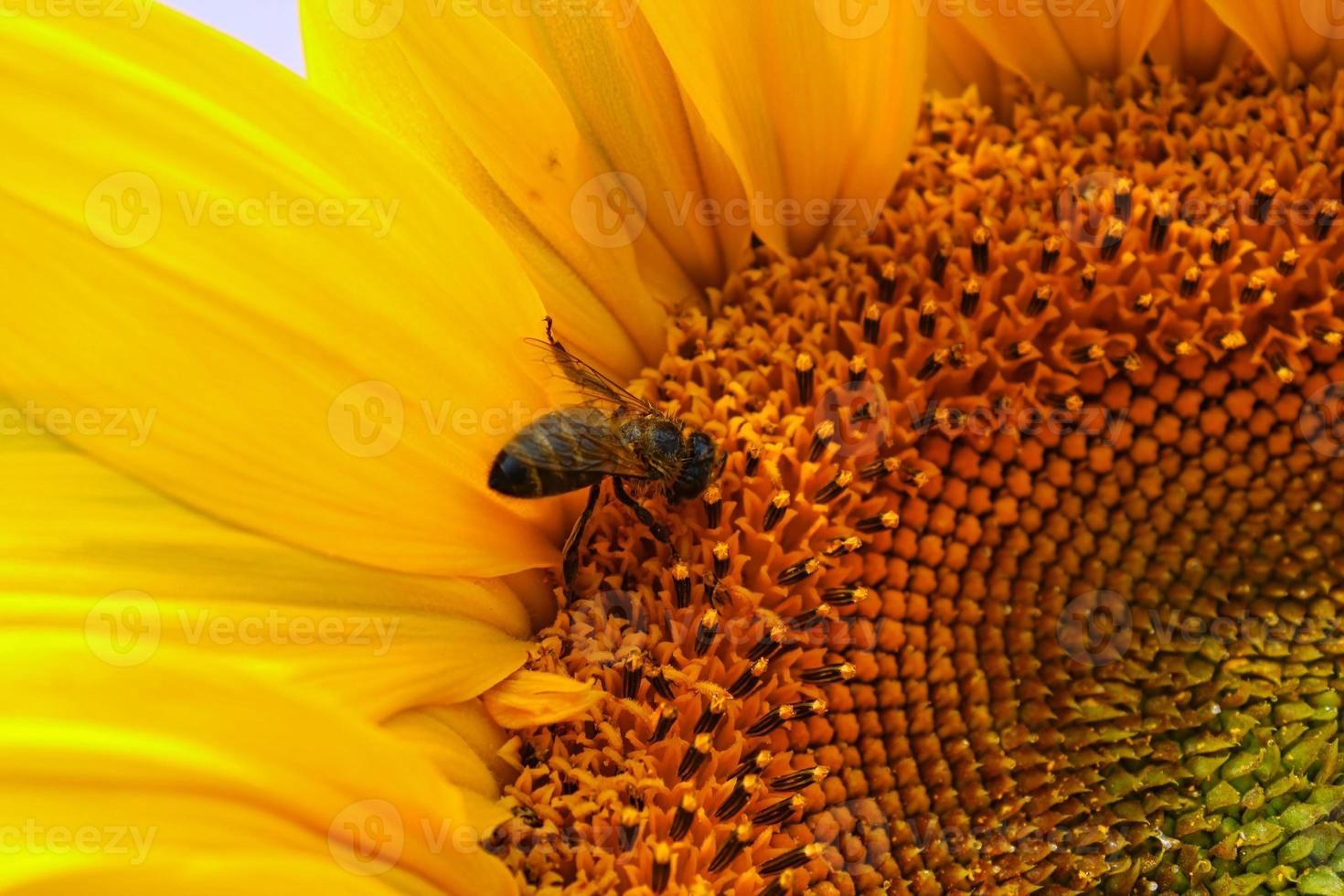 blühende Sonnenblume auf einem bayerischen Feld foto