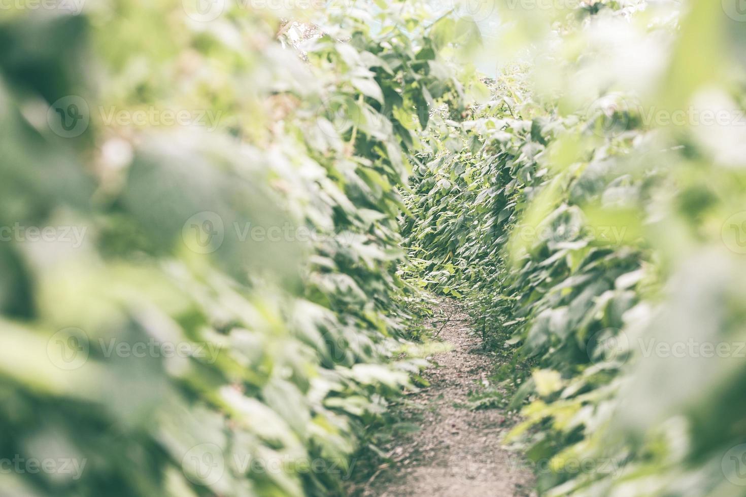 Anbau von Himbeeren und grünen Blättern foto