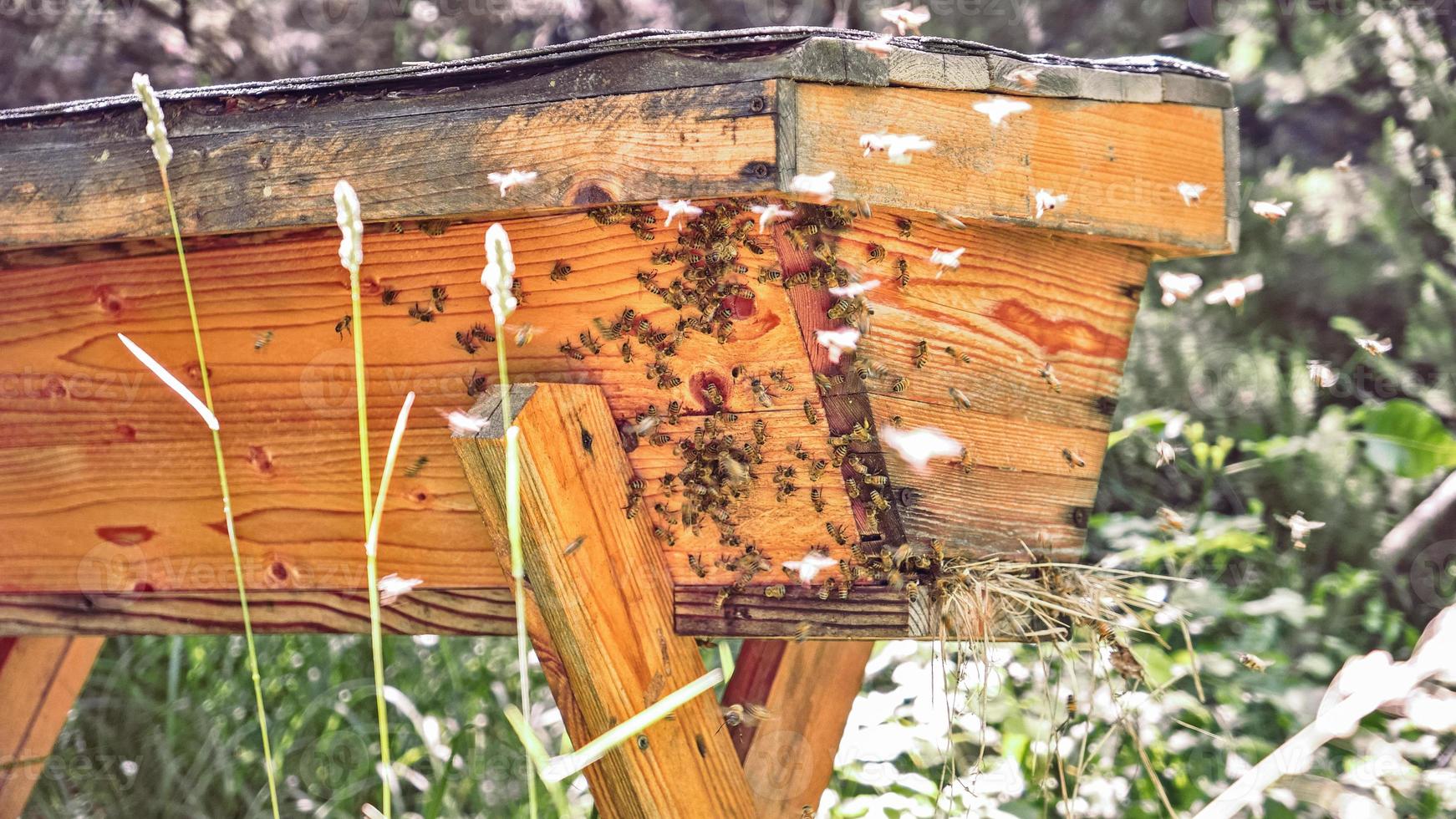 Bewirtschaftung von Holzbeuten mit fliegenden Bienen foto