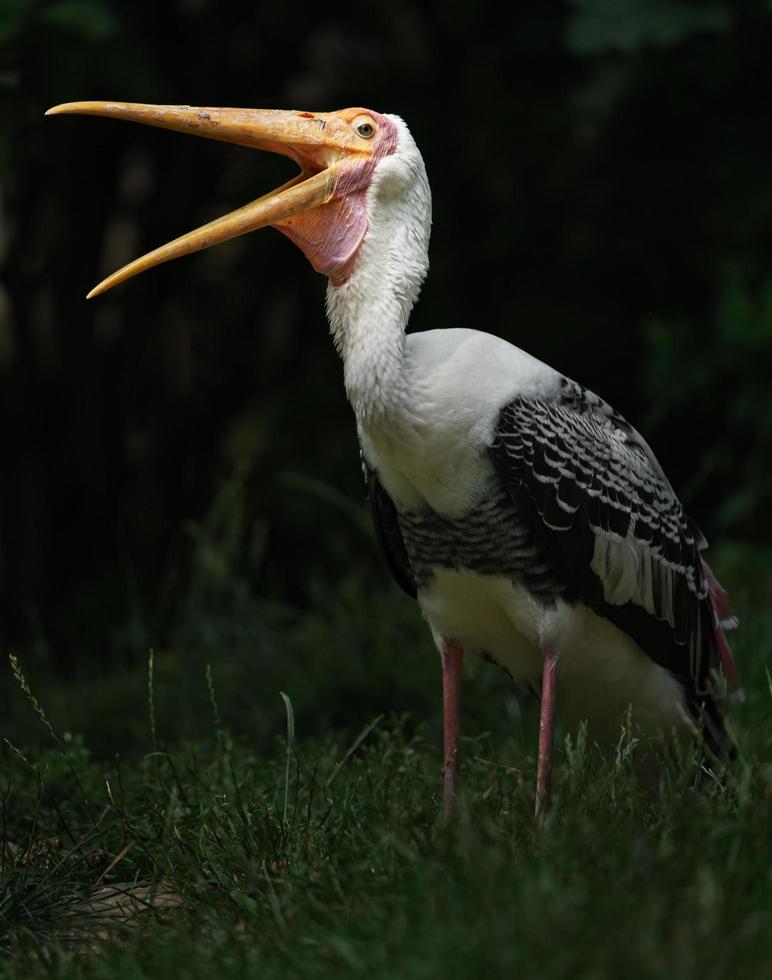 gemalter Storch im Zoo foto