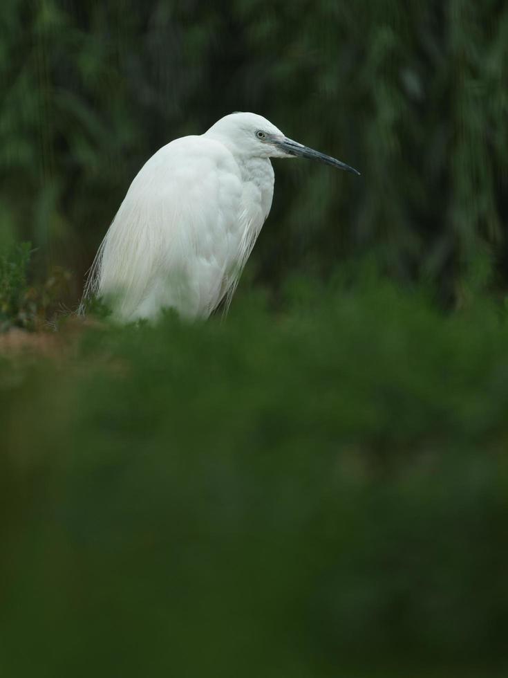 Seidenreiher in der Natur foto