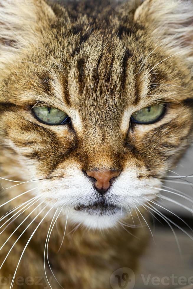 Aussehen einer eleganten Katze foto