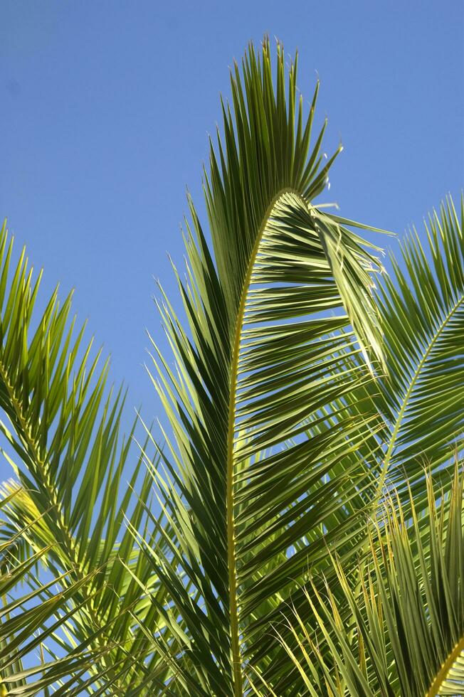 ein Palme Baum mit ein Vogel fliegend im das Himmel foto