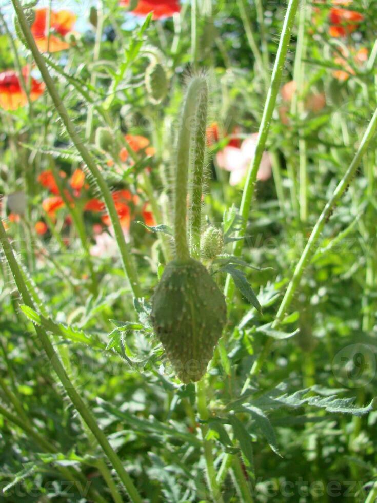 schön Feld rot Mohnblumen mit selektiv Fokus. Sanft Licht. natürlich Drogen. Lichtung von rot Mohn. einsam Mohn. foto