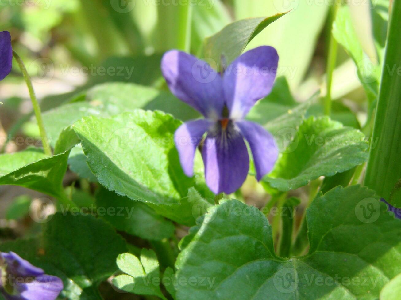 Viola Pflanze mit Mehrfarbig Blumen , verbreitet violett, Viola dreifarbig, Stiefmütterchen Blumen, Viola wittrockiana foto