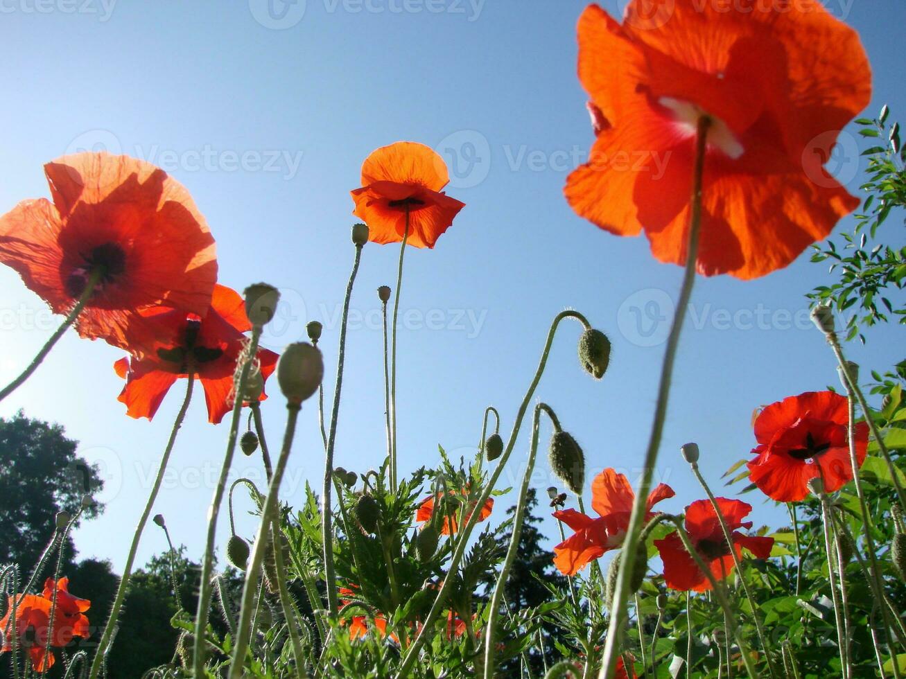 schön Feld rot Mohnblumen mit selektiv Fokus. Sanft Licht. natürlich Drogen. Lichtung von rot Mohn. einsam Mohn. foto