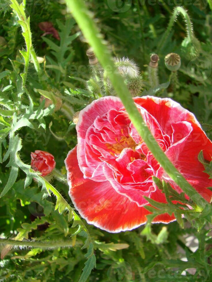 Rosa Mohn mit ein Weiß Fransen auf ein Grün Hintergrund foto