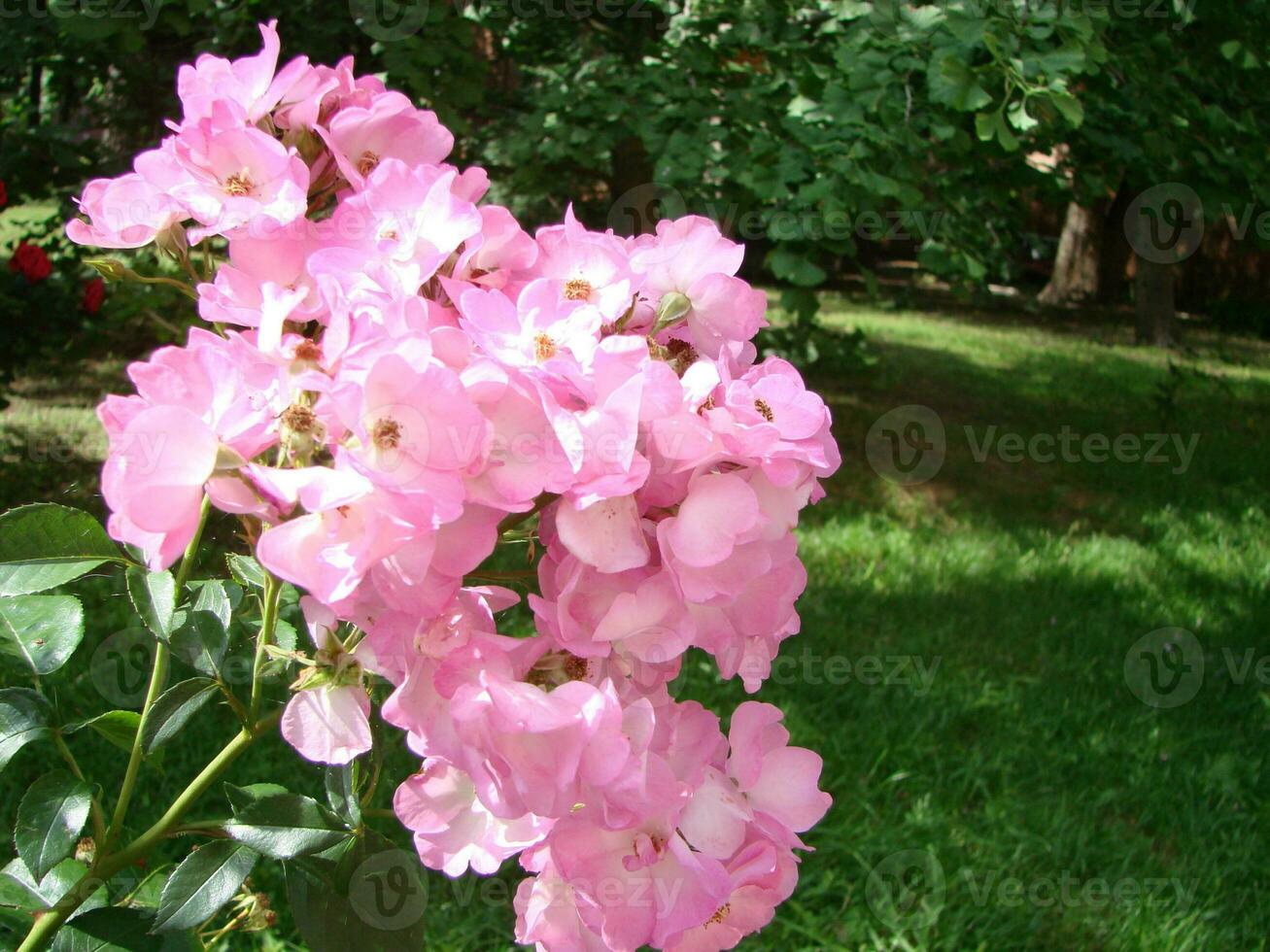 Rosa Strauch Rosen. Rosa felicia Rosen. Rosa Rosen Hintergrund. Hybird Moschus Rosen foto