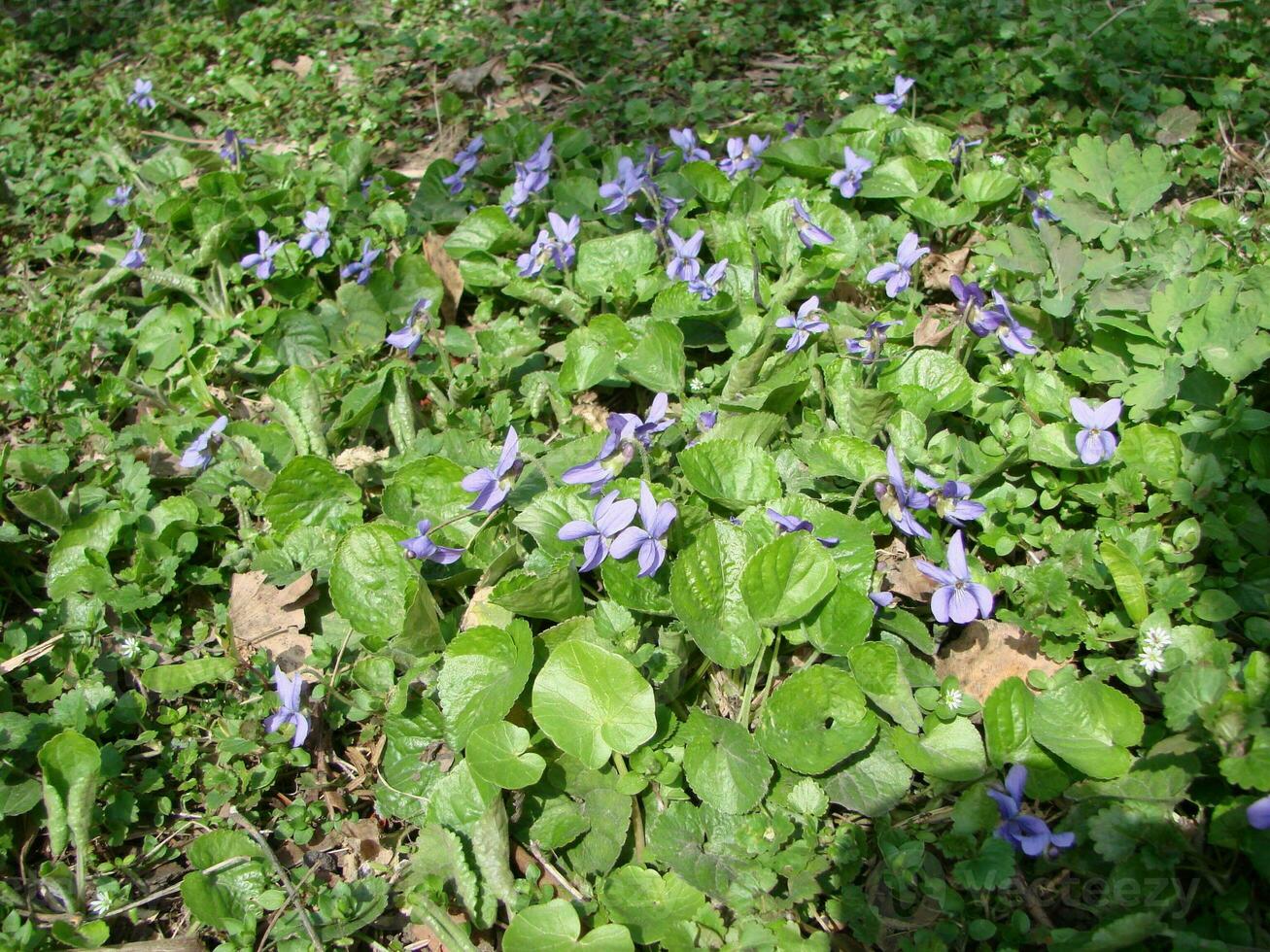 Viola Pflanze mit Mehrfarbig Blumen , verbreitet violett, Viola dreifarbig, Stiefmütterchen Blumen, Viola wittrockiana foto