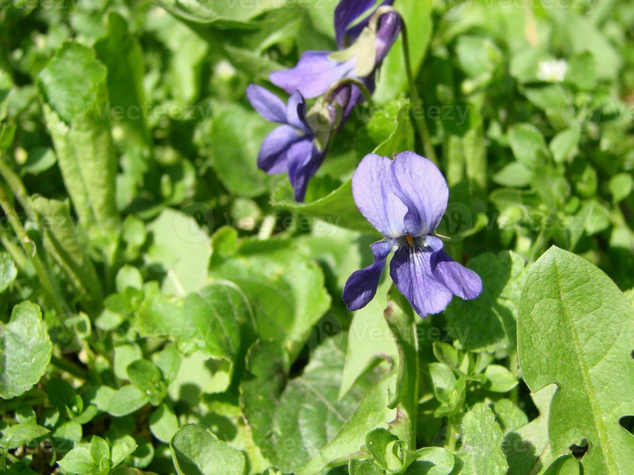 Viola Pflanze mit Mehrfarbig Blumen , verbreitet violett, Viola dreifarbig, Stiefmütterchen Blumen, Viola wittrockiana foto