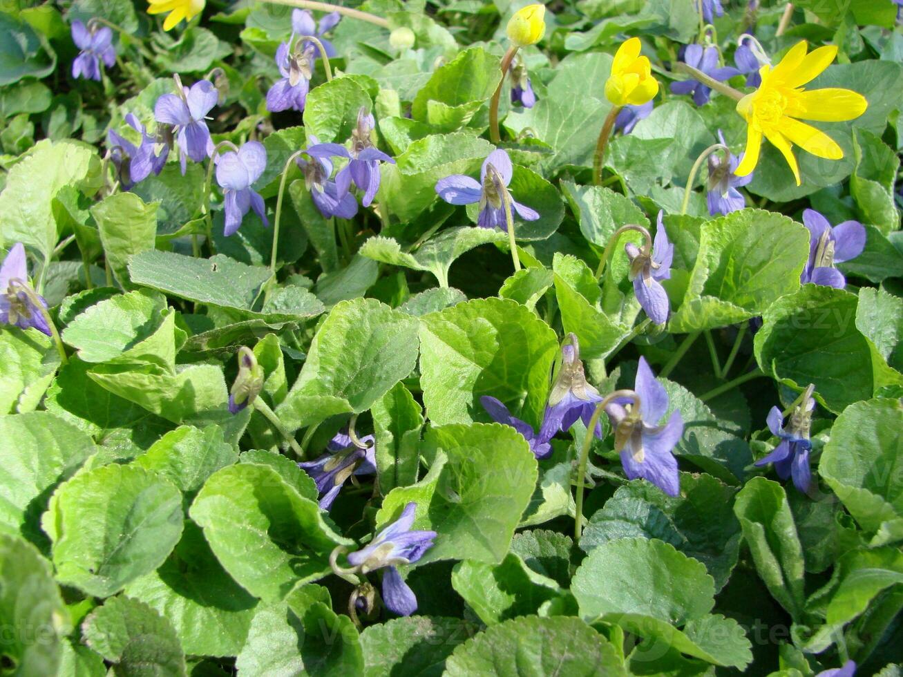 Viola Pflanze mit Mehrfarbig Blumen , verbreitet violett, Viola dreifarbig, Stiefmütterchen Blumen, Viola wittrockiana foto