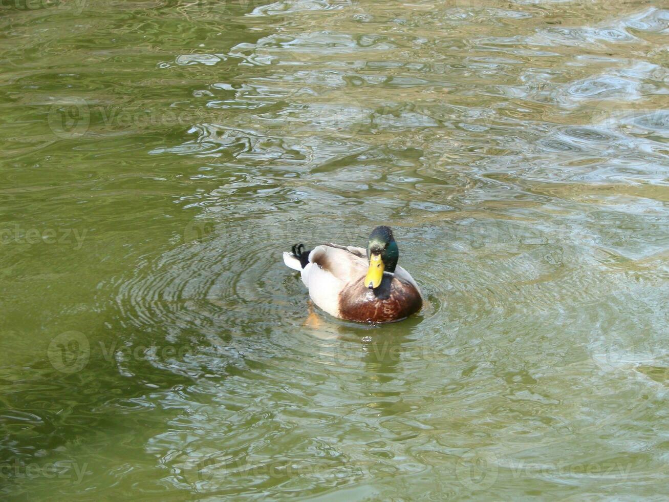 männlich und weiblich Stockente Ente Schwimmen auf ein Teich mit Grün Wasser während foto