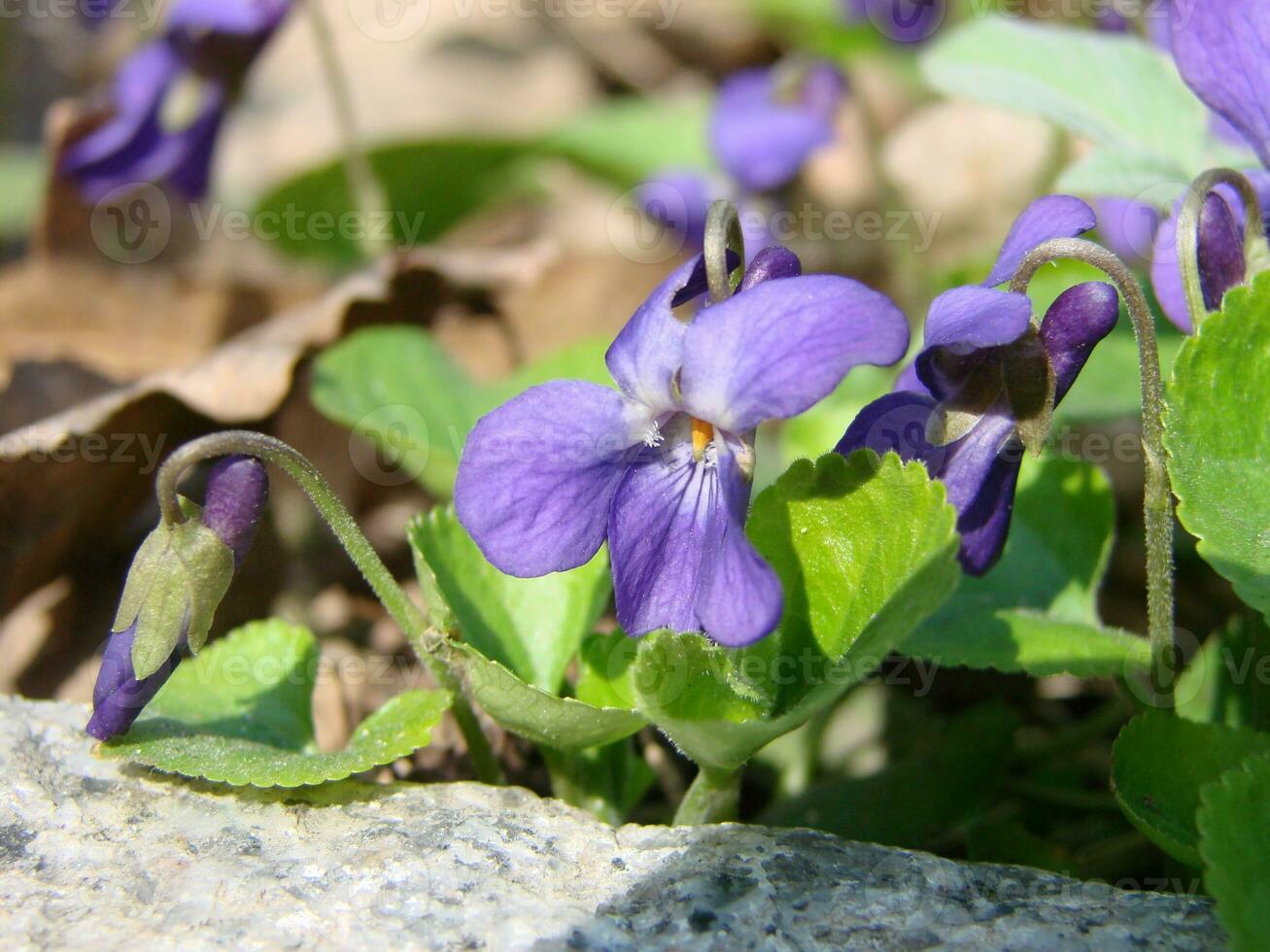 Viola Pflanze mit Mehrfarbig Blumen , verbreitet violett, Viola dreifarbig, Stiefmütterchen Blumen, Viola wittrockiana foto