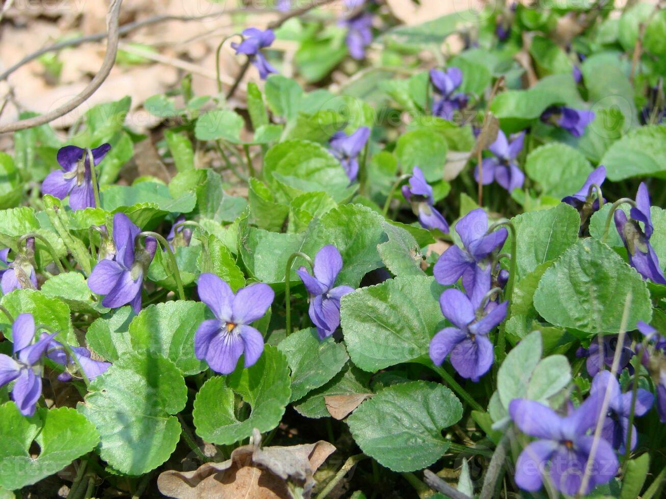 Viola Pflanze mit Mehrfarbig Blumen , verbreitet violett, Viola dreifarbig, Stiefmütterchen Blumen, Viola wittrockiana foto