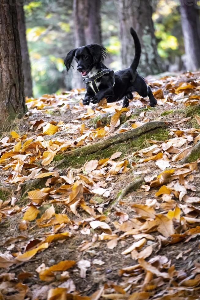 Hund springt in den Wald foto