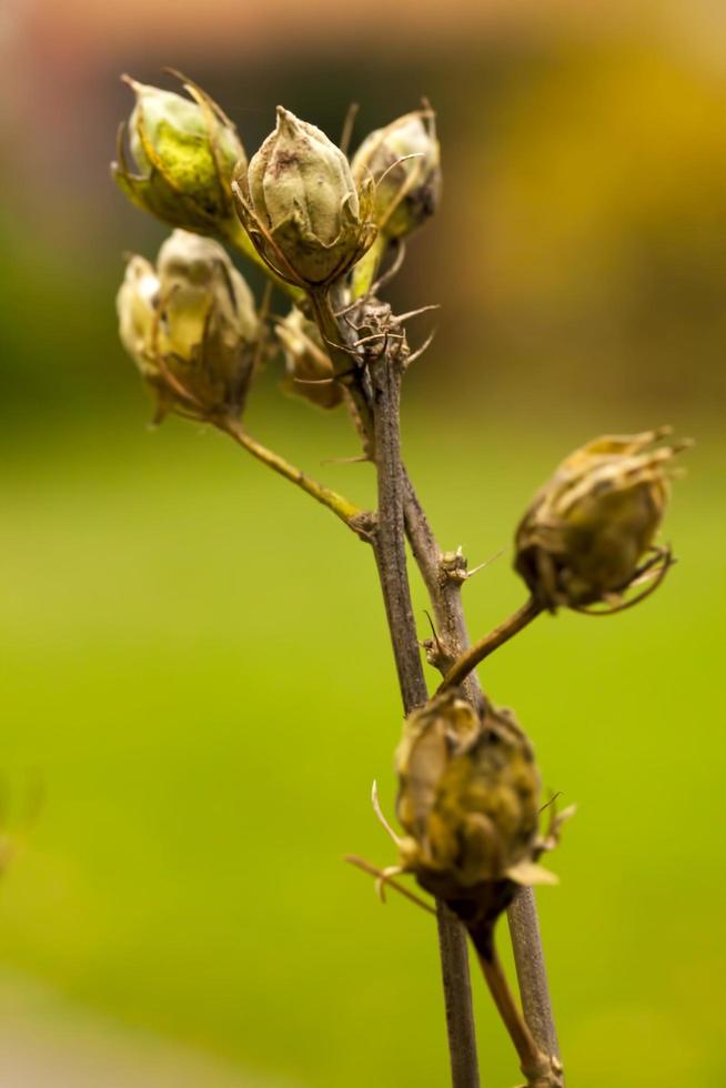 bunte leben romantische Flora Blumen und Blätter foto