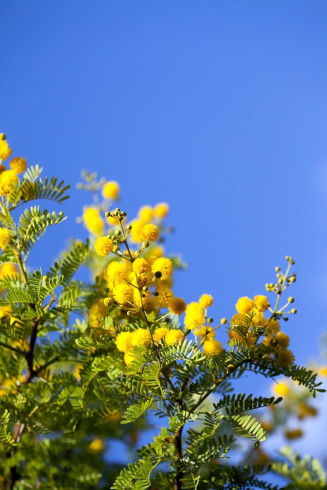 gelbe Blumen in der Natur foto