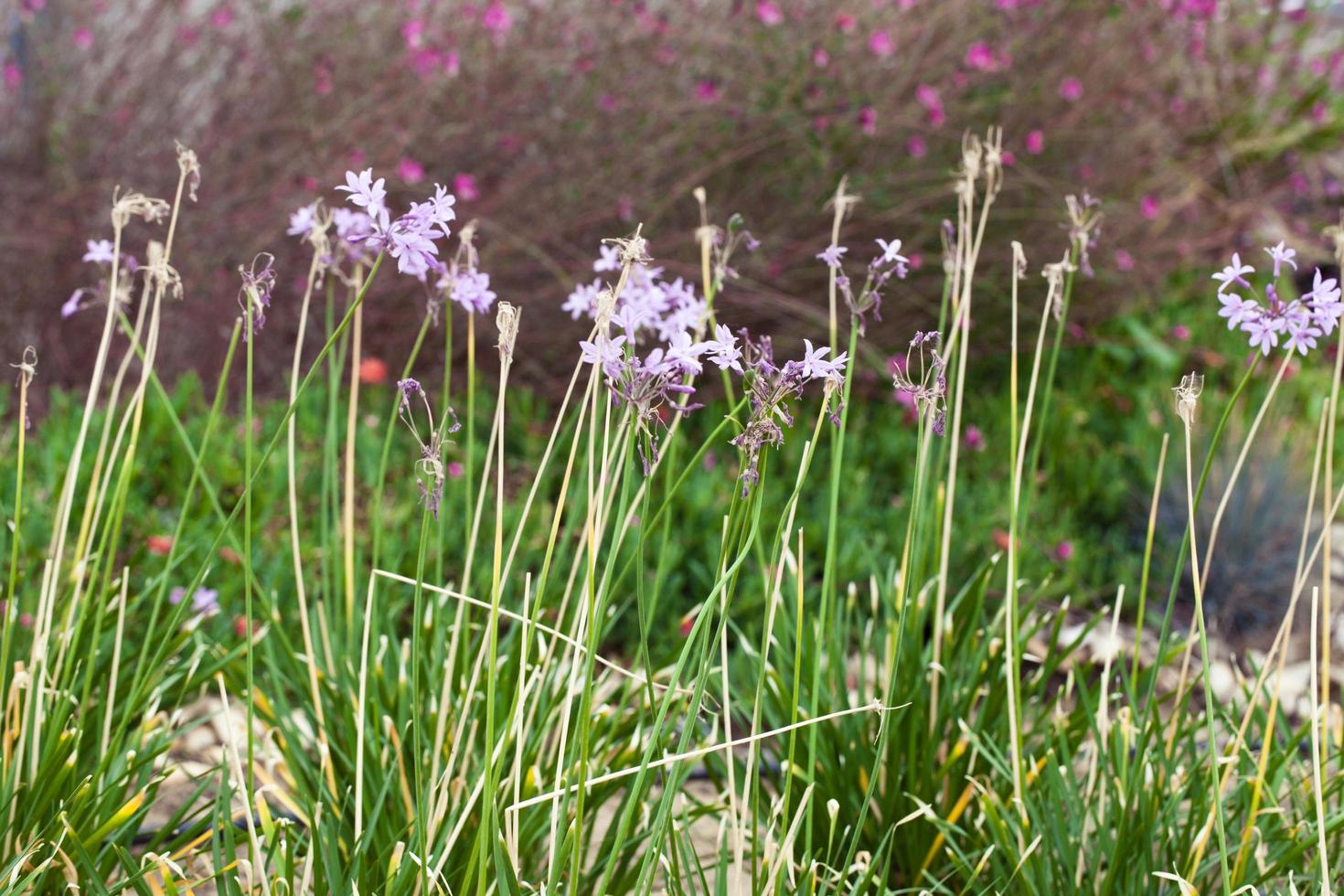 bunte leben romantische Flora Blumen und Blätter foto