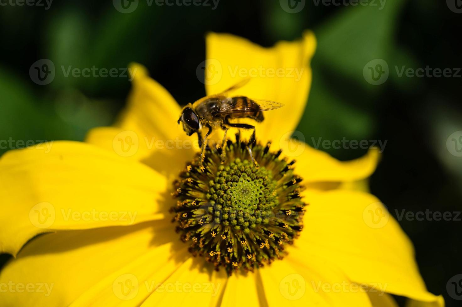 die Insekten sammeln Pollen im Garten foto