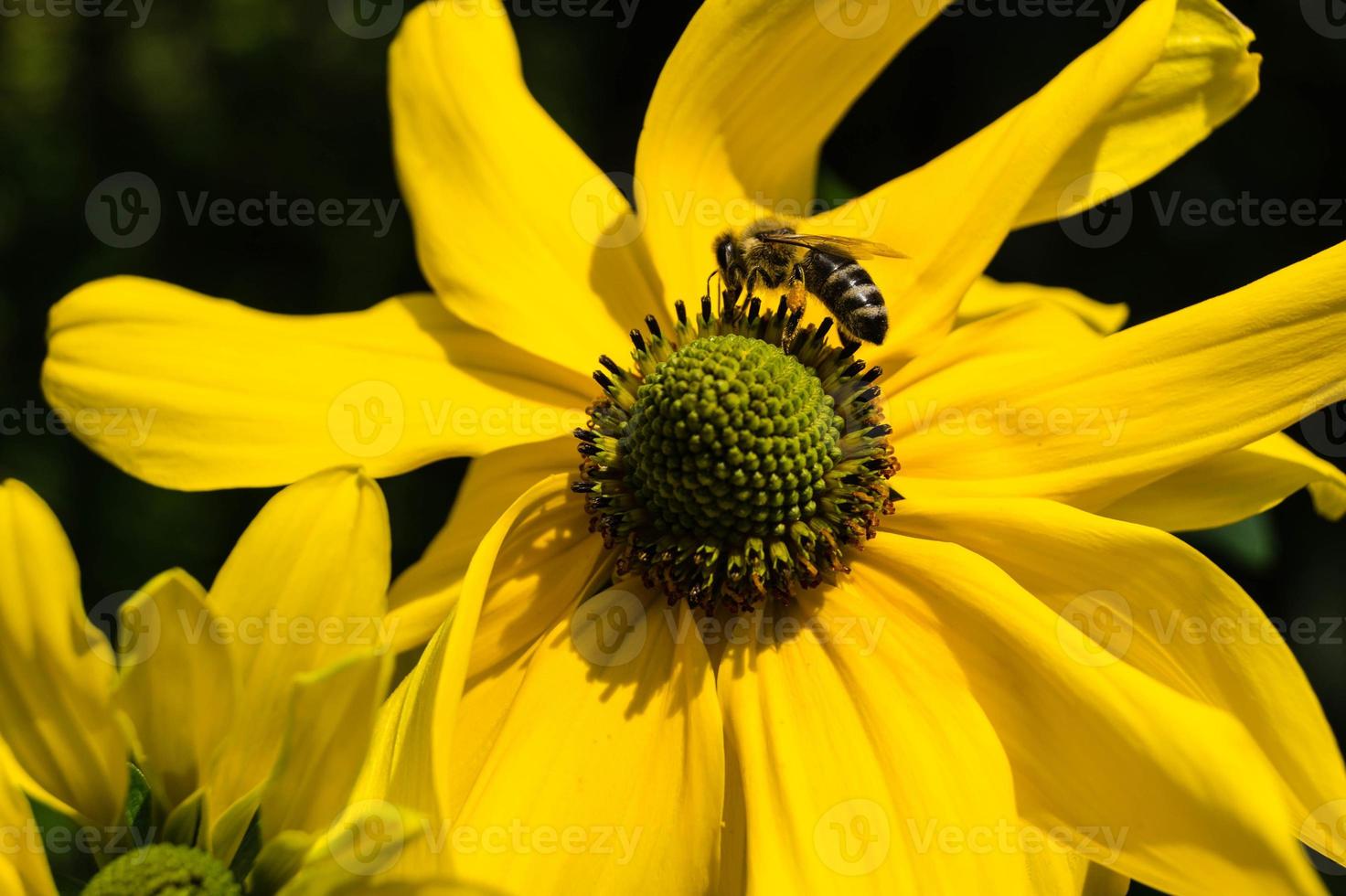 die Insekten sammeln Pollen im Garten foto