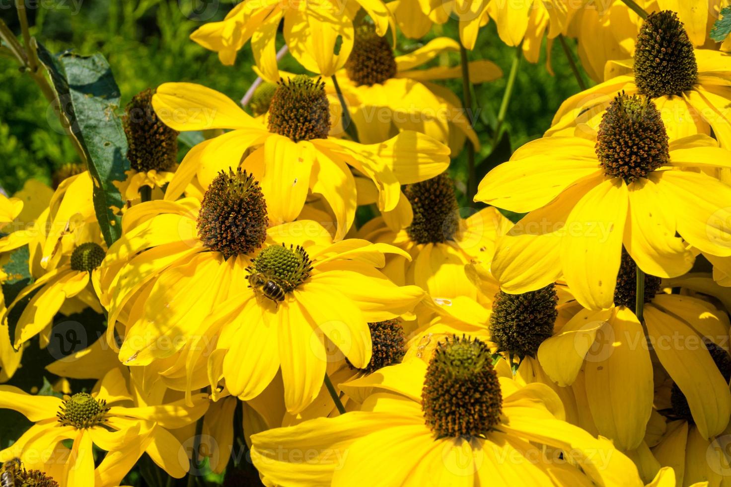 die Insekten sammeln Pollen im Garten foto