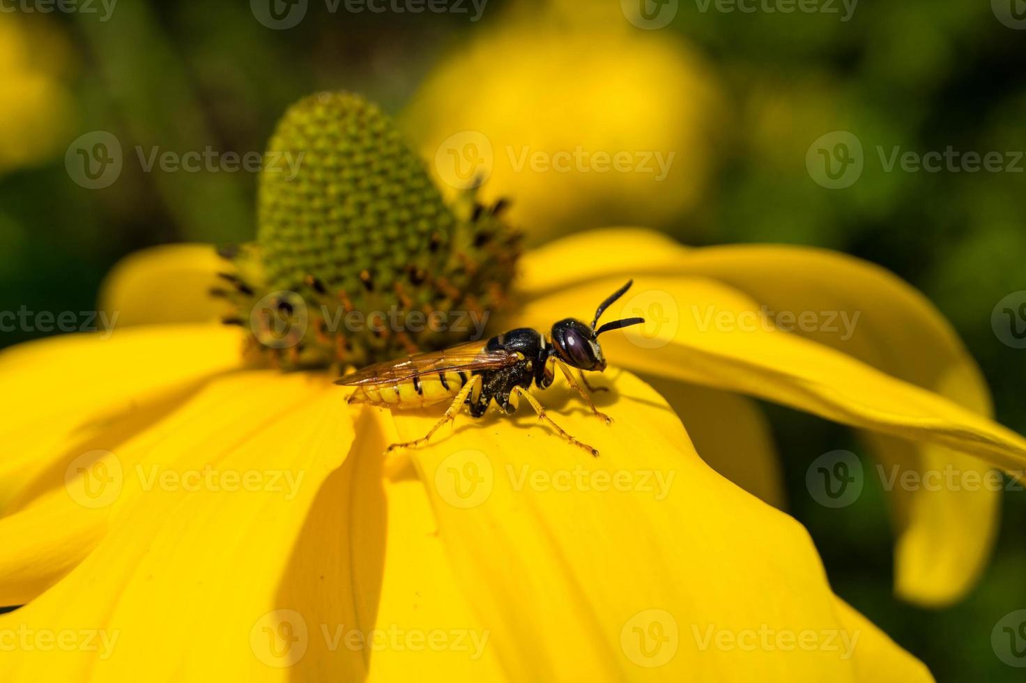 die Insekten sammeln Pollen im Garten foto