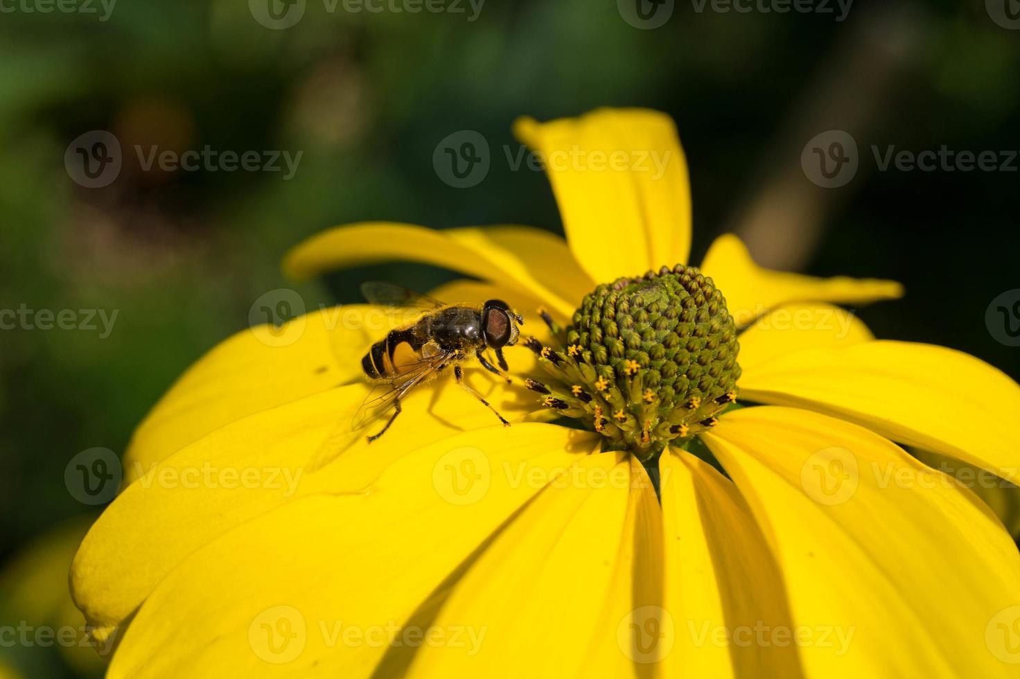 die Insekten sammeln Pollen im Garten foto