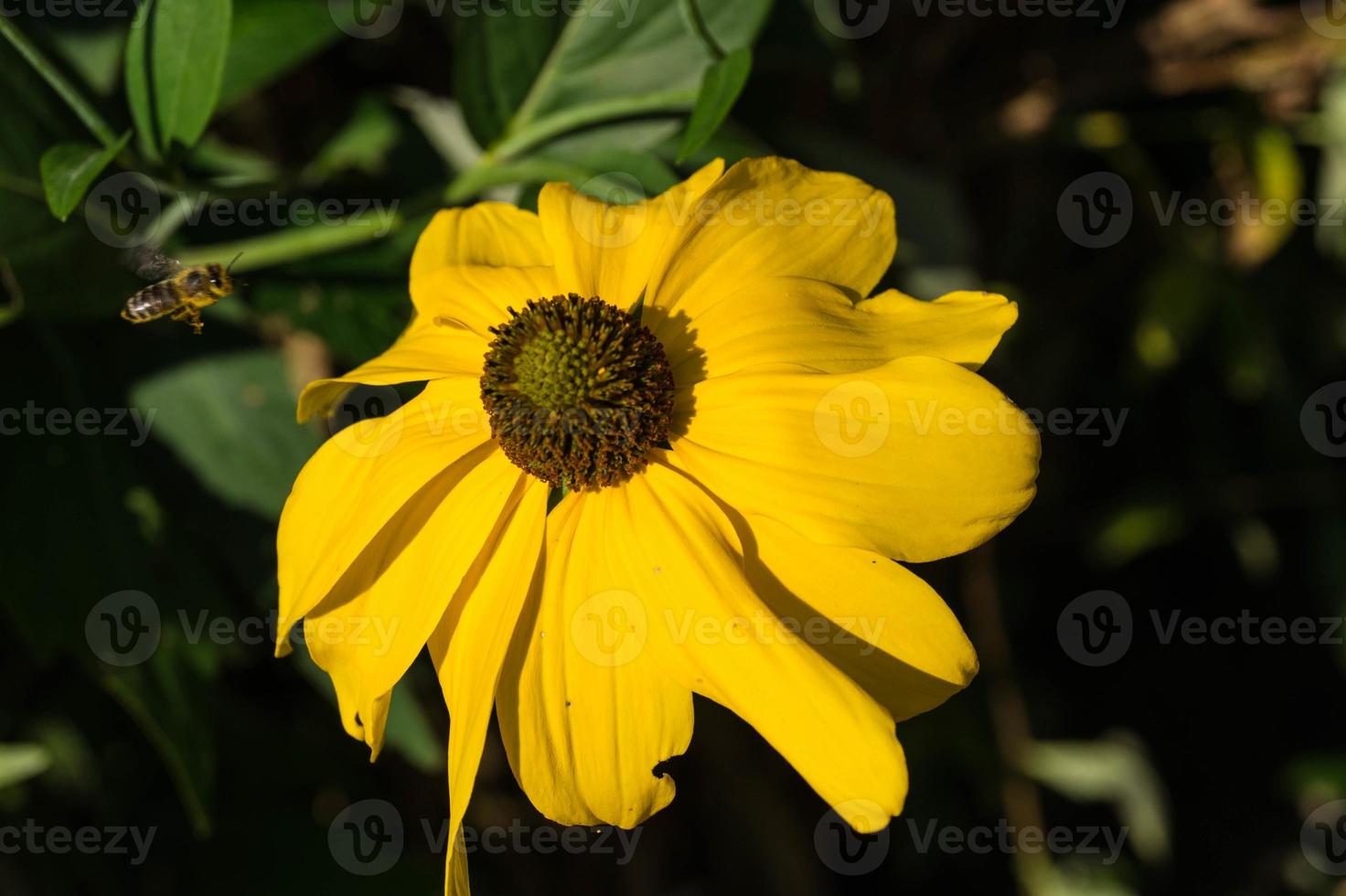 die Insekten sammeln Pollen im Garten foto