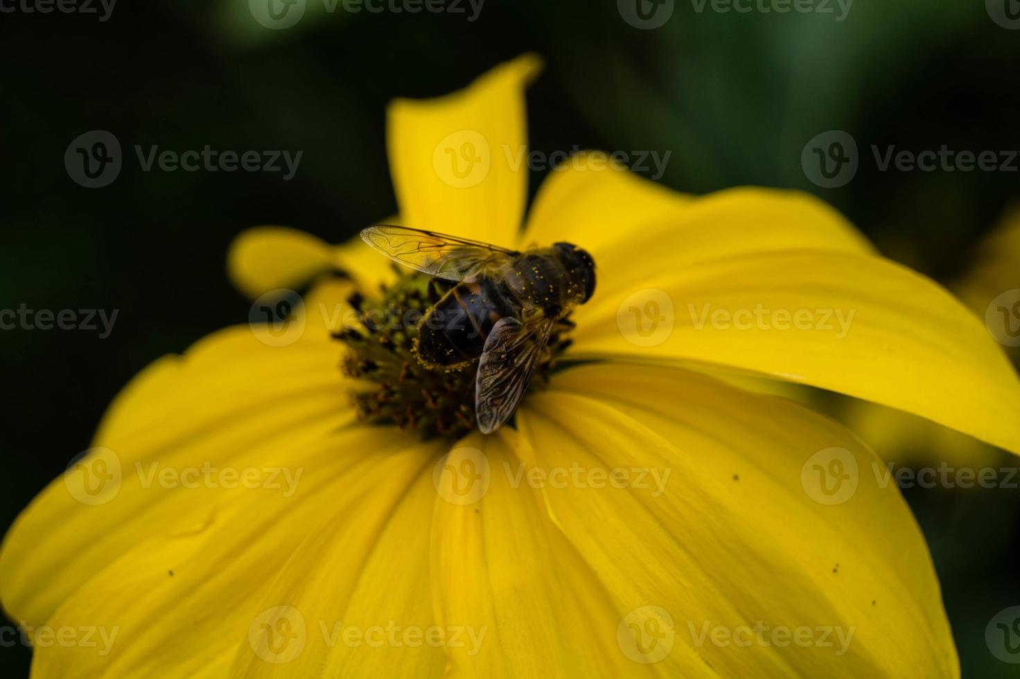 die Insekten sammeln Pollen im Garten foto