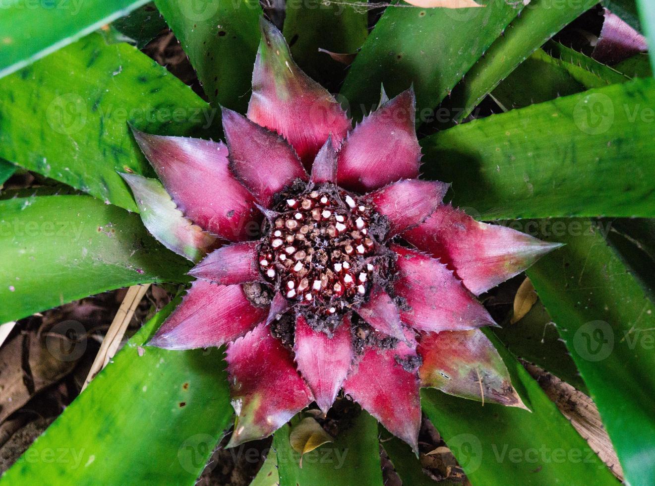 Canistrum giganteum Bromeliaceae tropische Blume aus Brasilien bra foto