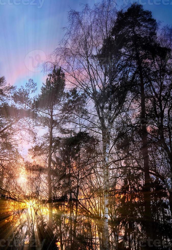 Bäume in der Natur im Park foto