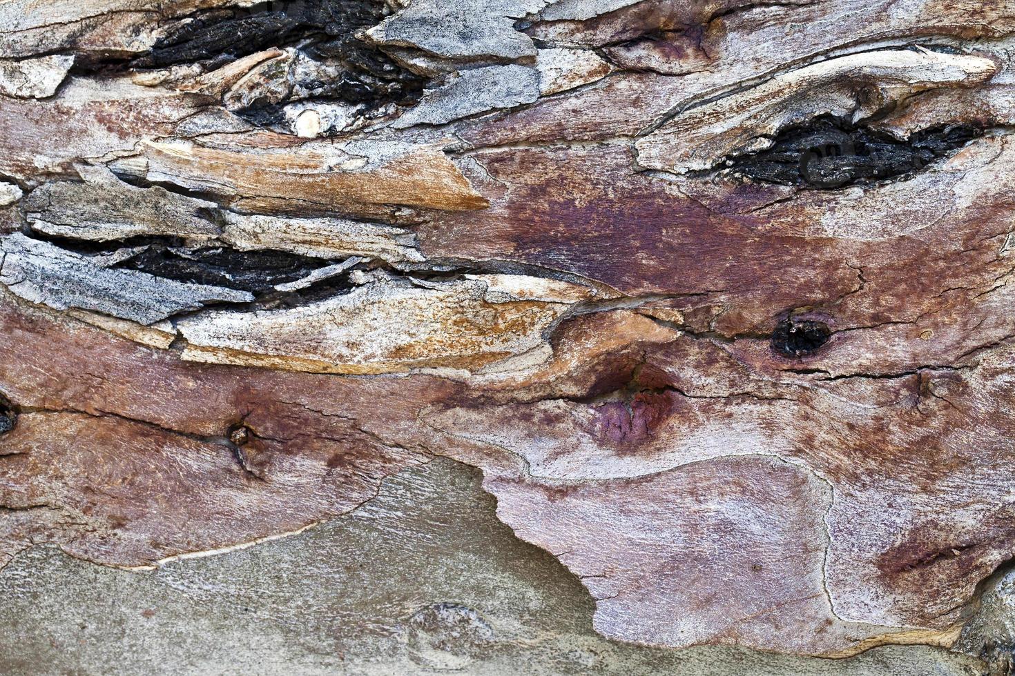 natürlicher Baumstamm aus Baumrinde foto