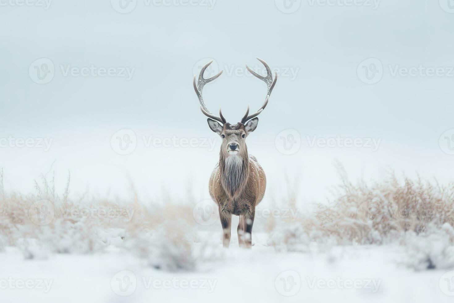 ein Hirsch steht im Vorderseite von ein Schnee bedeckt Feld im ein Winter Wald. generativ ai foto