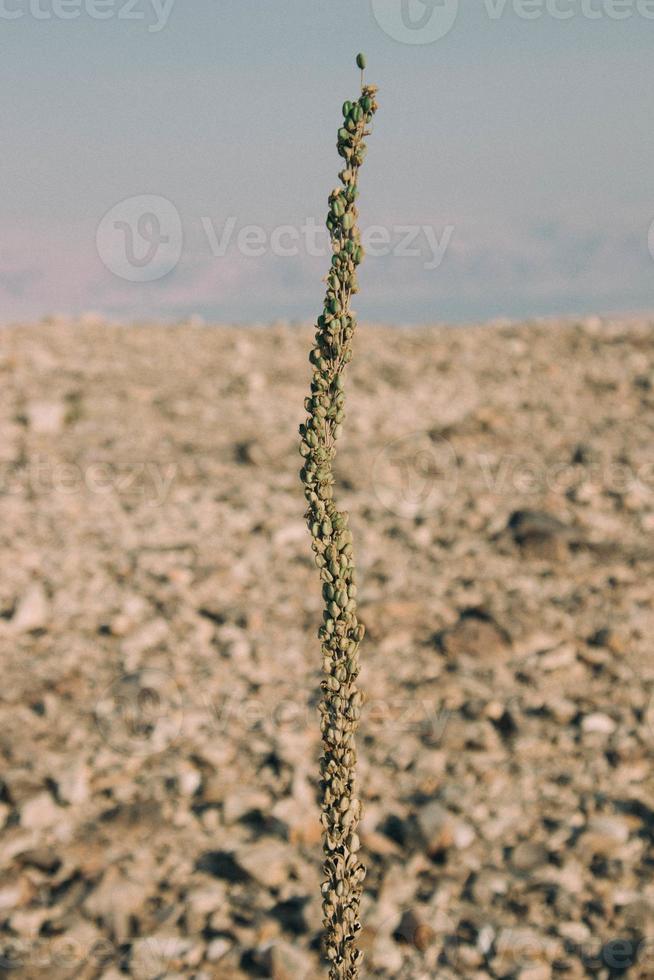 wüstenansicht der judäischen wüste, israel foto