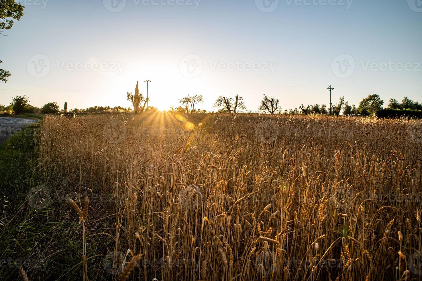 Graben Sie Gras bei Sonnenuntergang von einer orange Farbe foto