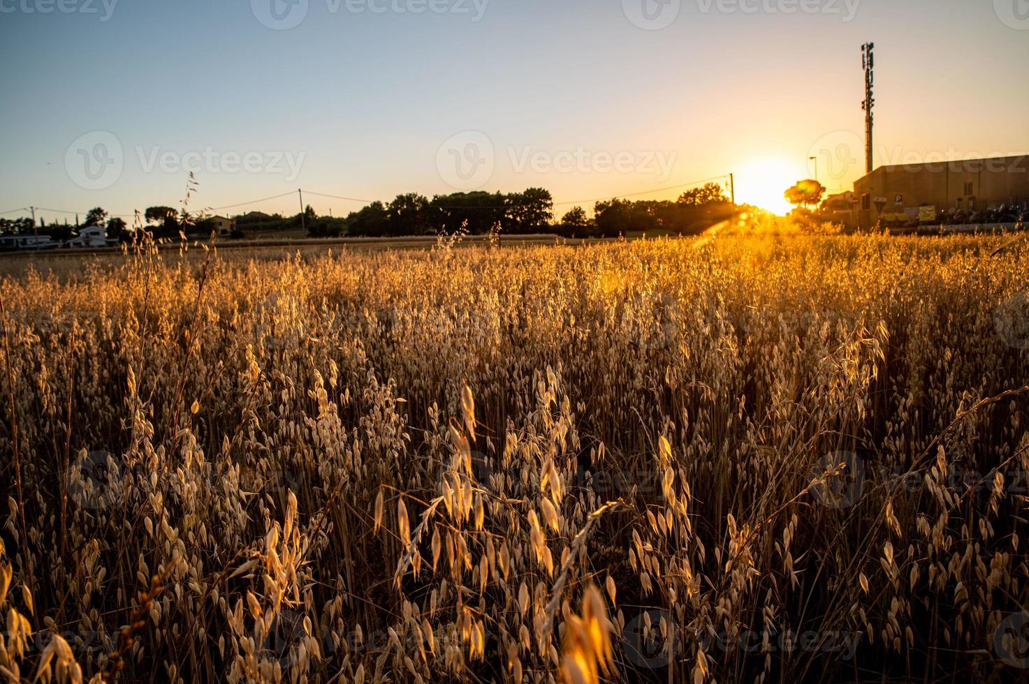 Graben Sie Gras bei Sonnenuntergang von einer orange Farbe foto