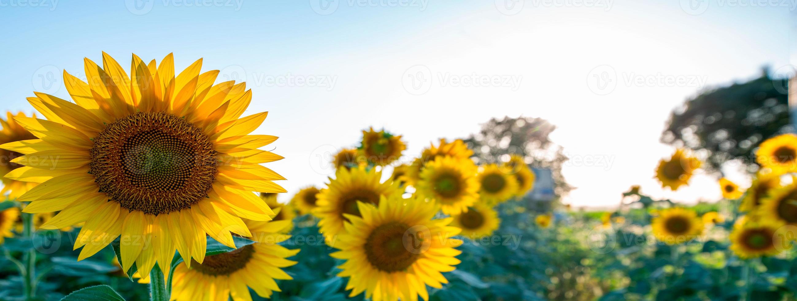 Sonnenblumenbanner gegen offene Sonne foto