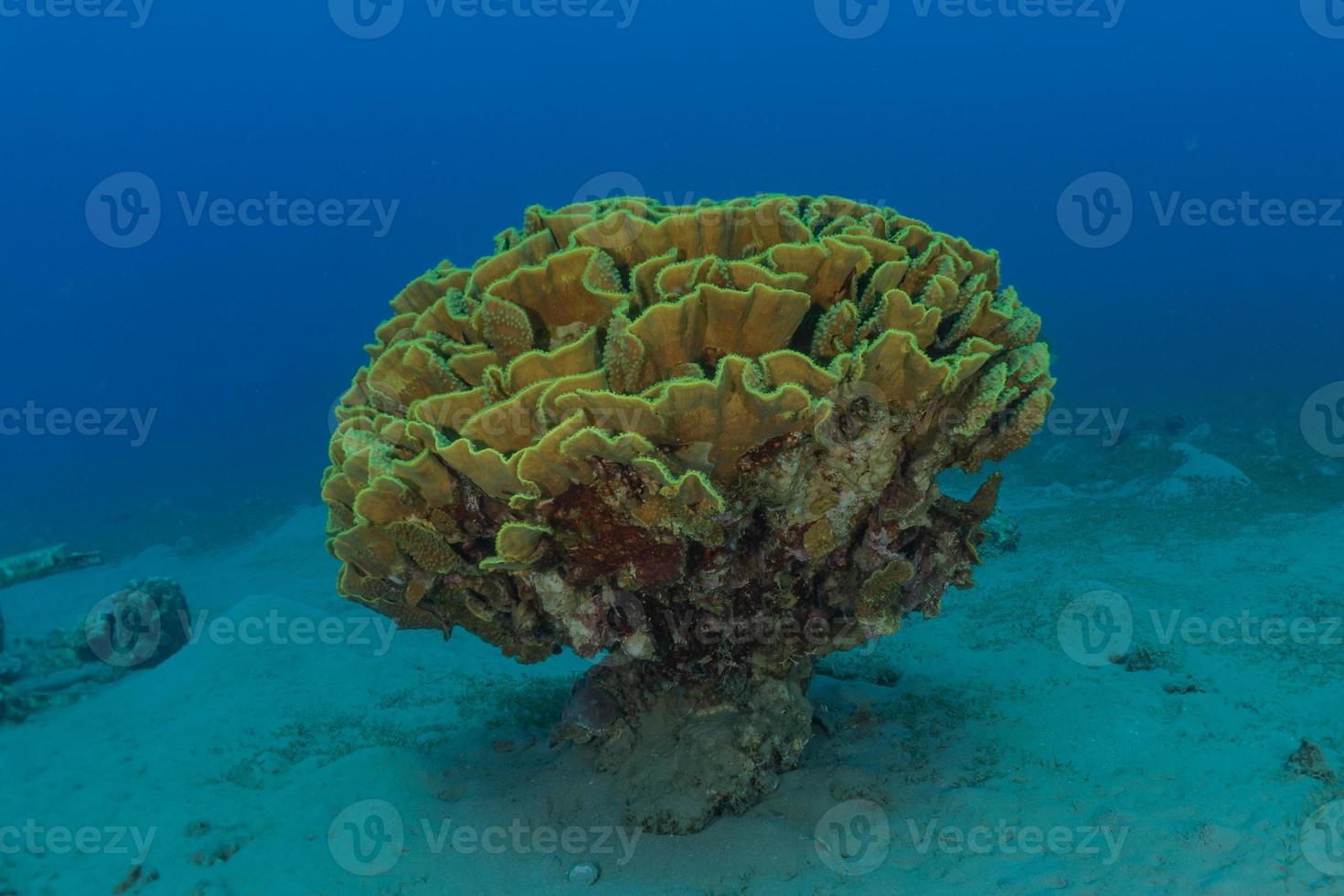 Korallenriff und Wasserpflanzen im Roten Meer, Eilat Israel foto