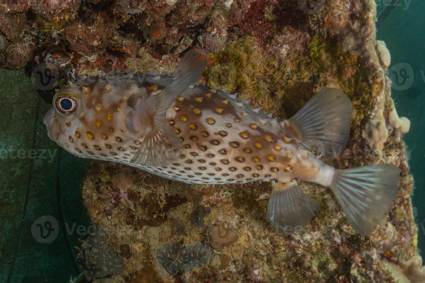 fische schwimmen im roten meer, bunte fische, eilat israel foto