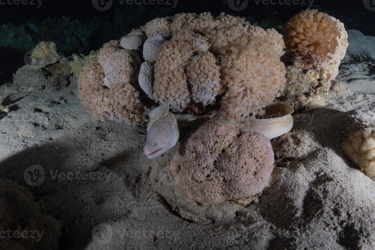 muräne mooray lycodontis undulatus im roten meer, eilat israel foto