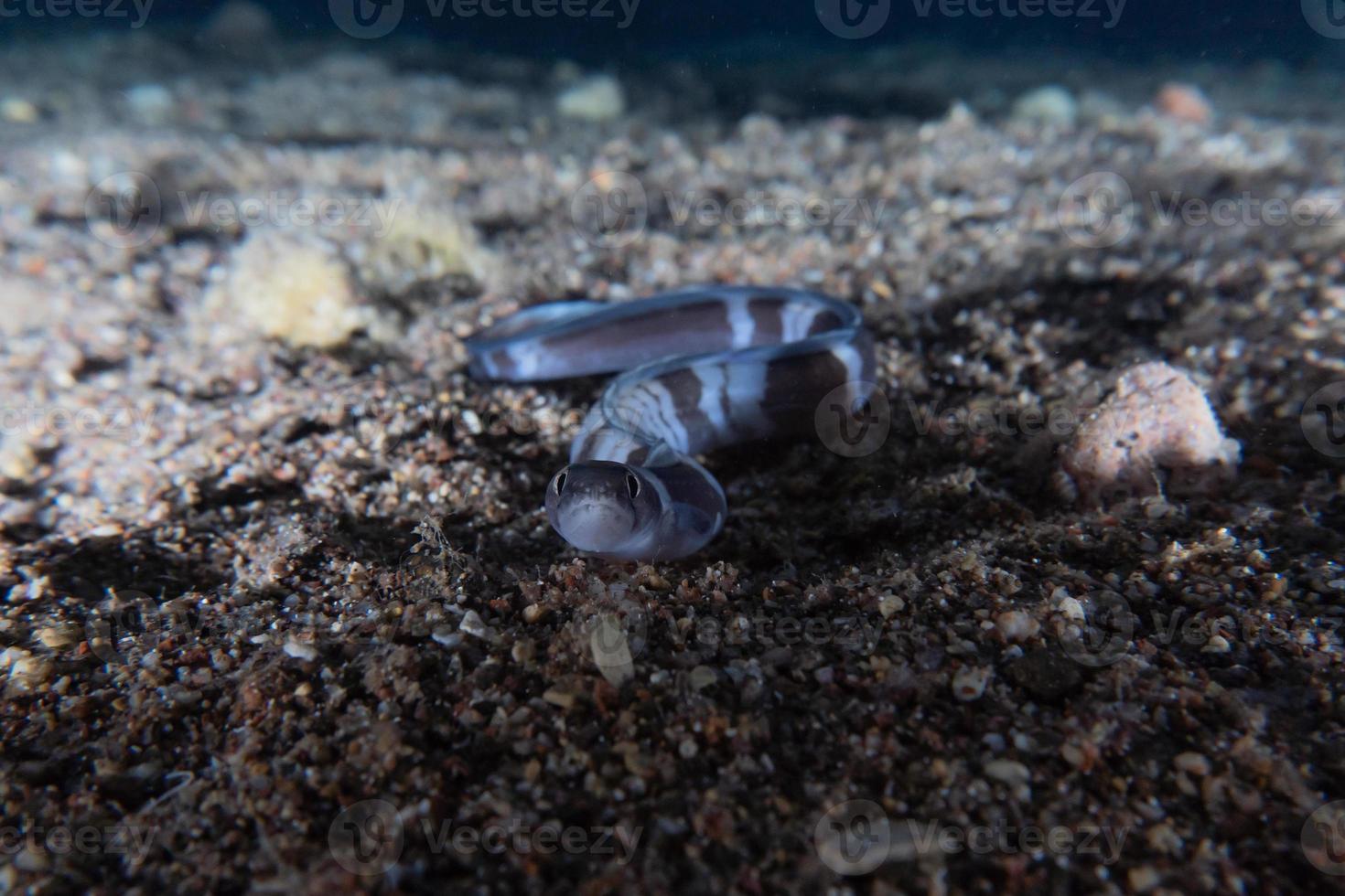 muräne mooray lycodontis undulatus im roten meer, eilat israel foto