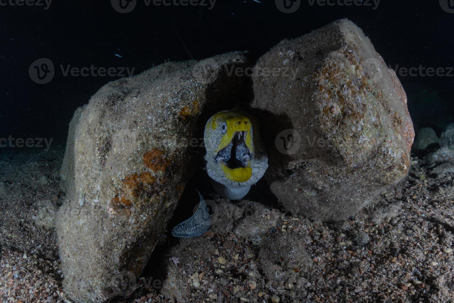 muräne mooray lycodontis undulatus im roten meer, eilat israel foto