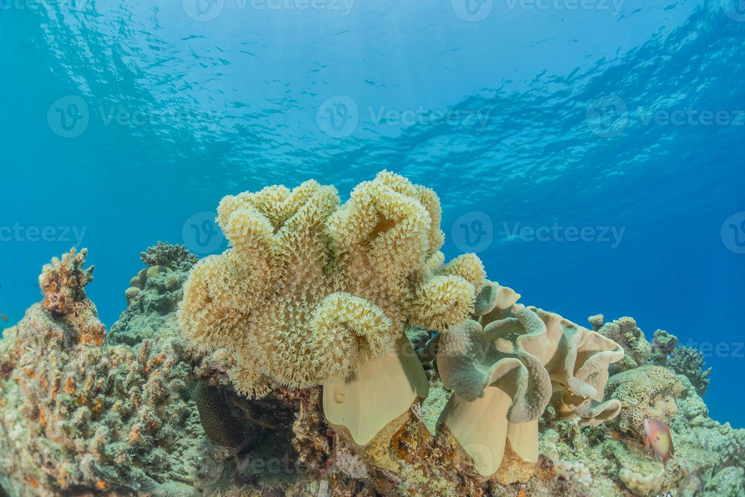 Korallenriff und Wasserpflanzen im Roten Meer, Eilat Israel foto