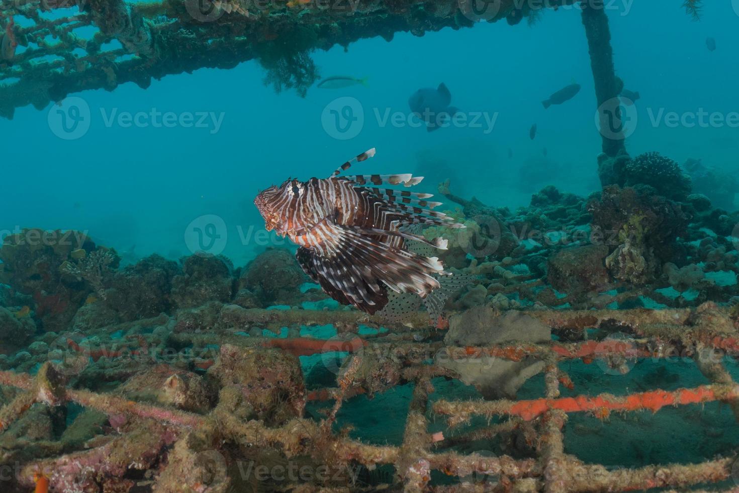 Rotfeuerfische im Roten Meer bunte Fische, Eilat Israel foto